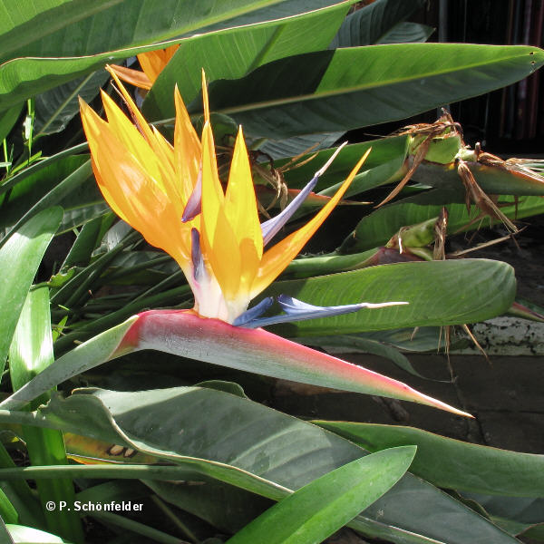 bird-of-paradise
